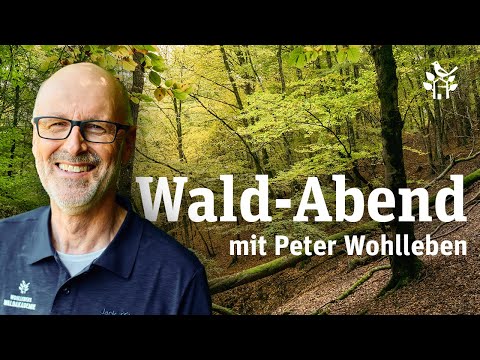 Video: Baumkronen ausdünnen - Wie man die Baumkronen ausdünnt