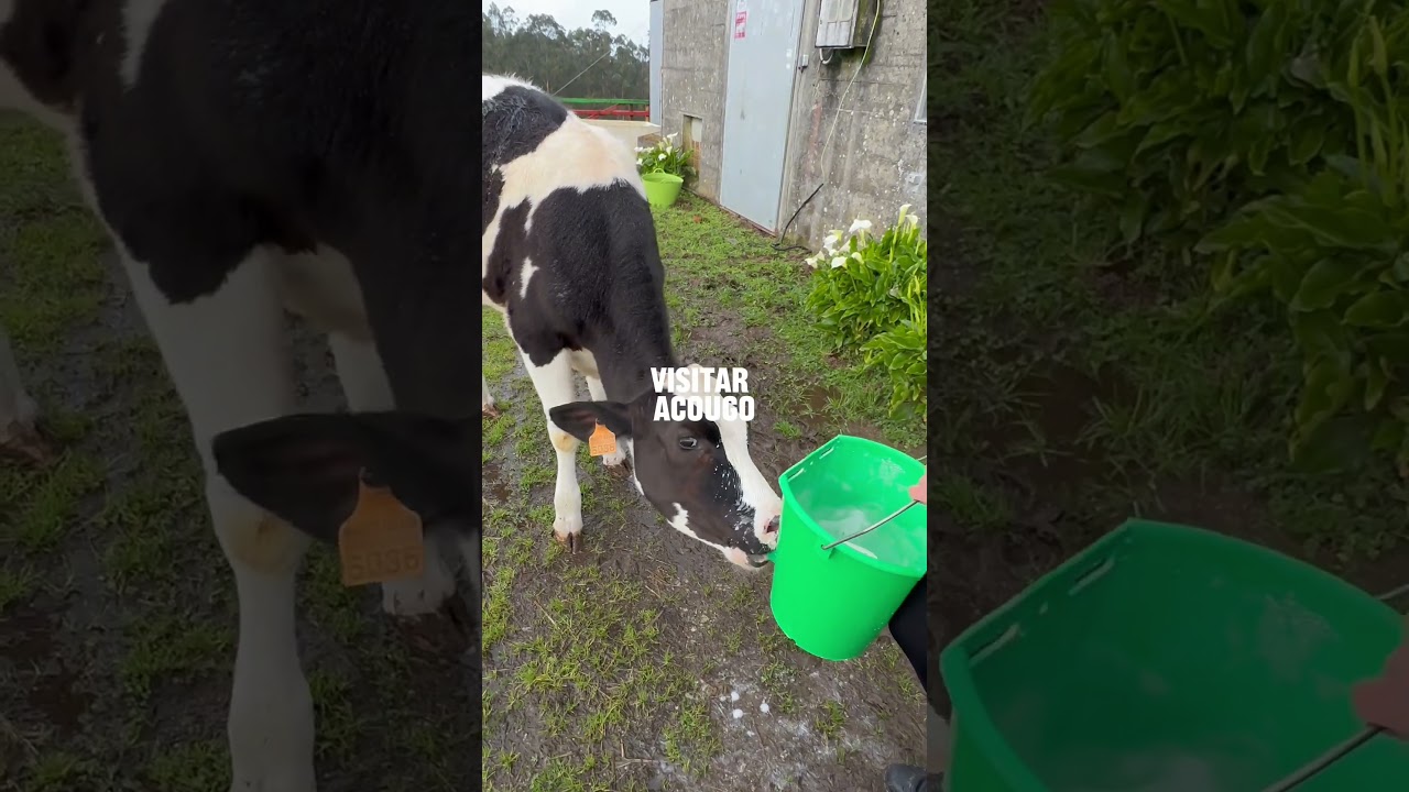 3. Publicación tipo | Acougo