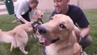 Denver's New Job: Animal Therapy at C.S. Mott Children's Hospital (Paws4Patients)