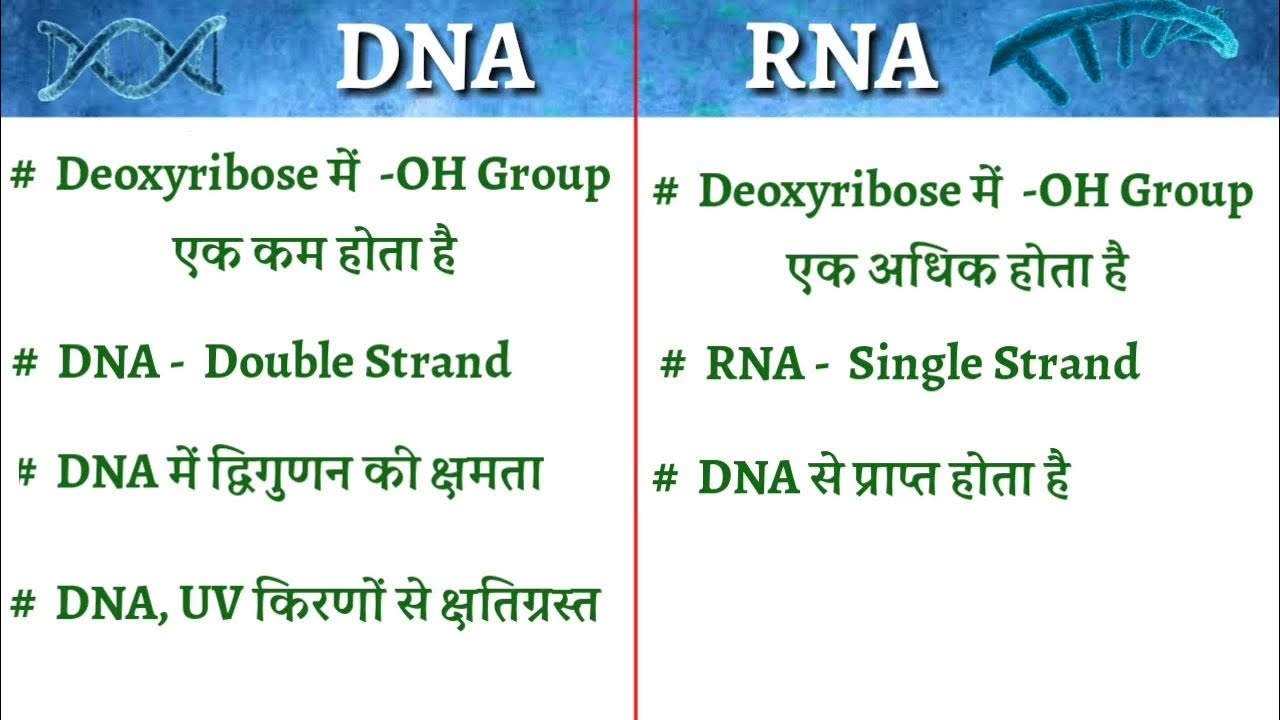 DNA And RNA Difference In Hindi DNA तथा RNA में क्या अंतर है 12