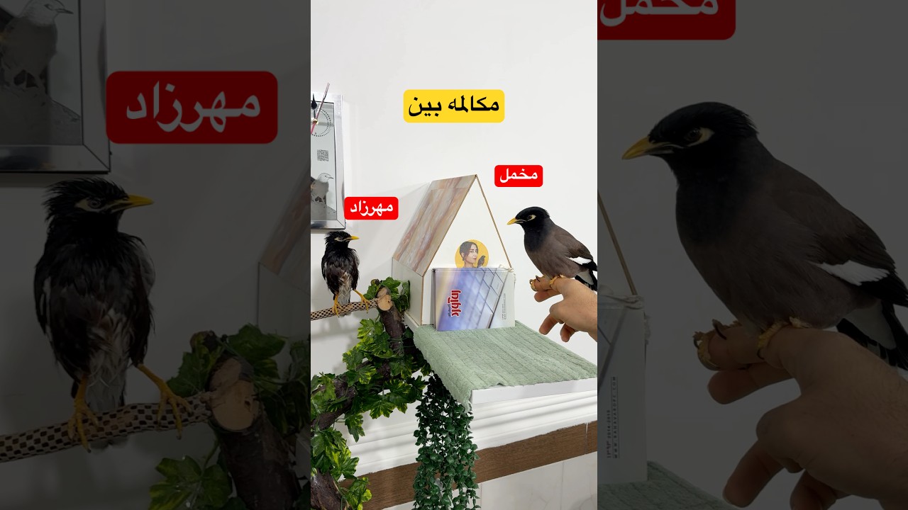 فکرشو بکن یکروزی همه میناها فارسی حرف بزنن😁❤️. #پرنده #مخمل #birdssound #shorts