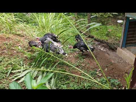 Video: Potongan Ayam Belanda Yang Diisi