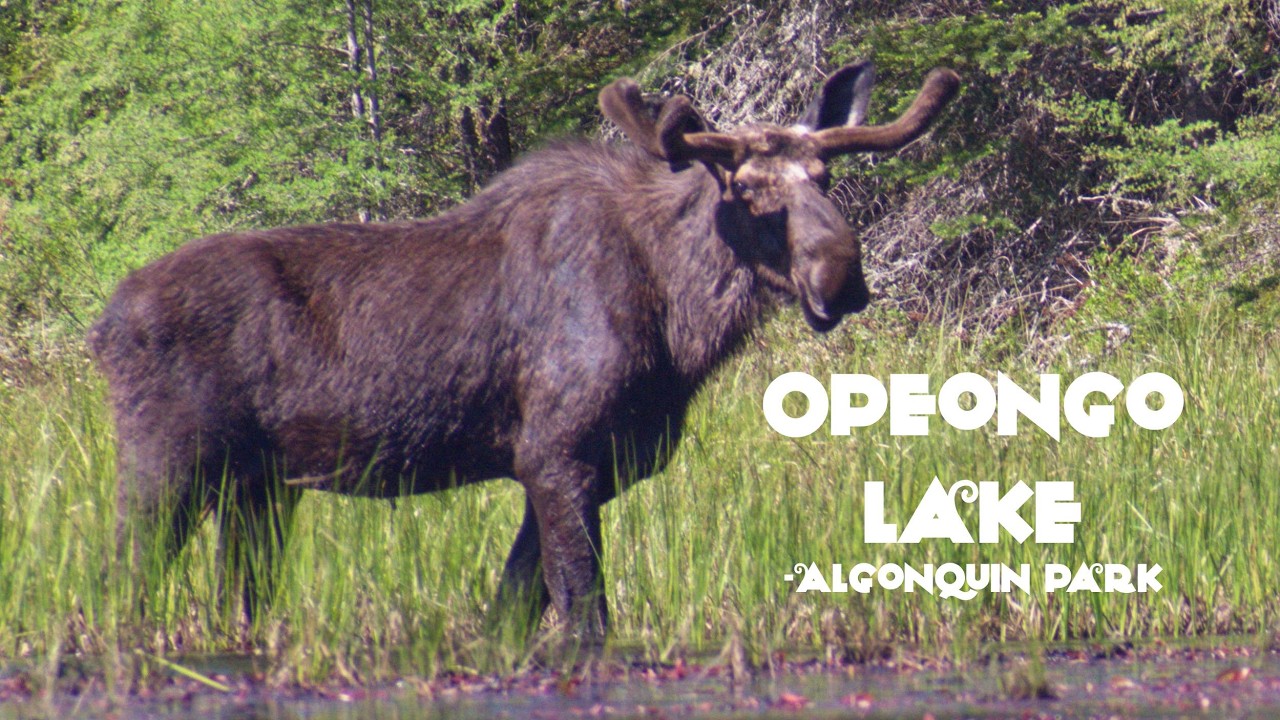Algonquin Park Opeongo Lake Spring Bull Moose Sighting