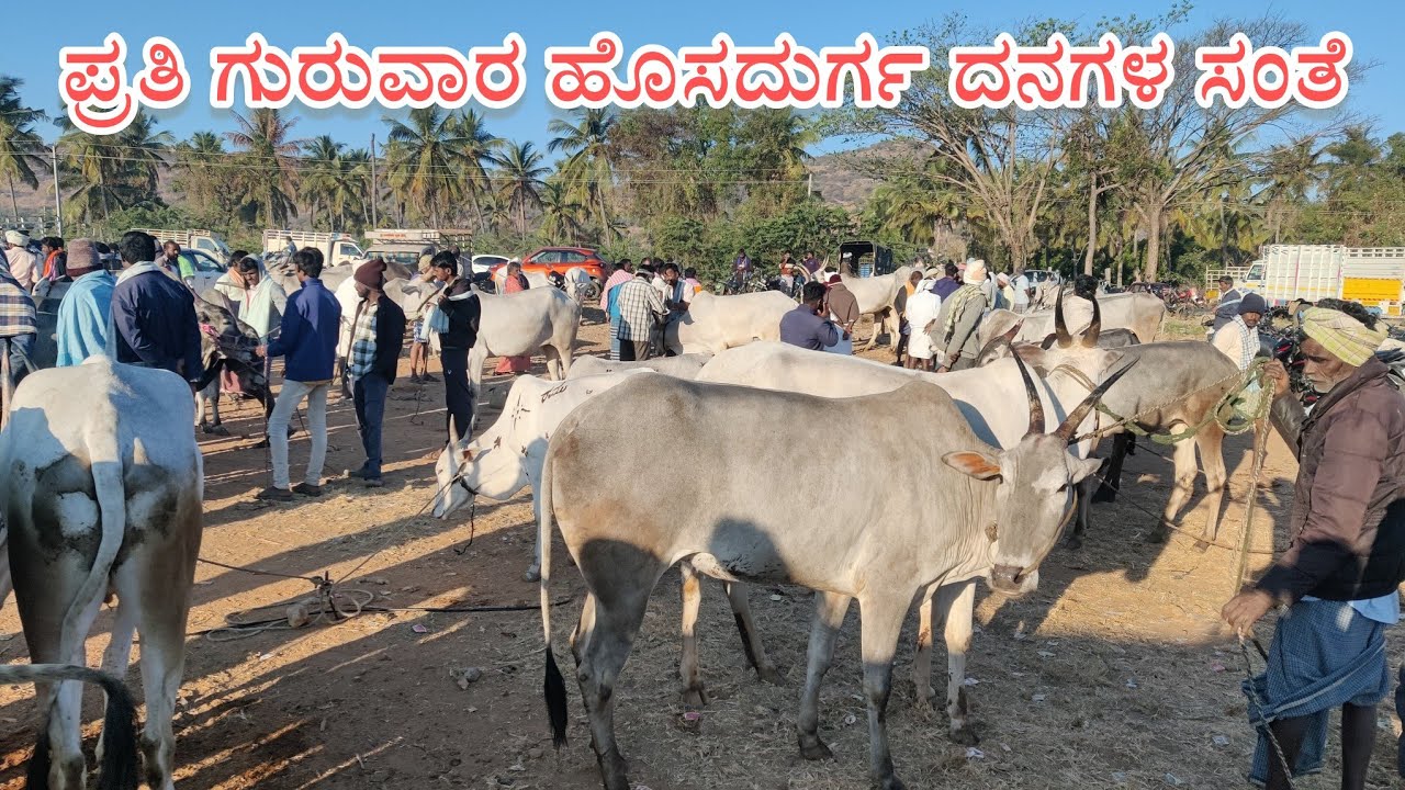 ಪ್ರತಿ ಗುರುವಾರ ಹೊಸದುರ್ಗ ದನಗಳ ಸಂತೆ 12/2/2026 Every Thursday, the Hosadurga Cattle Fair