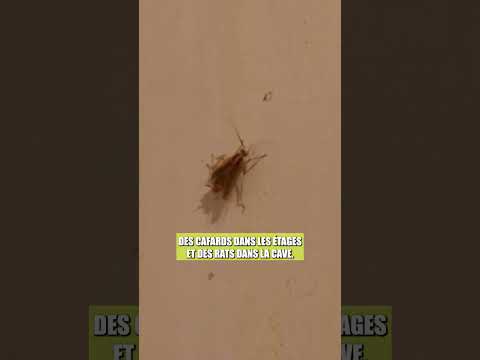 Ils squattent en