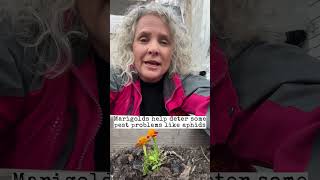 Marigolds aren’t just pretty, they’re working behind the scenes in your garden