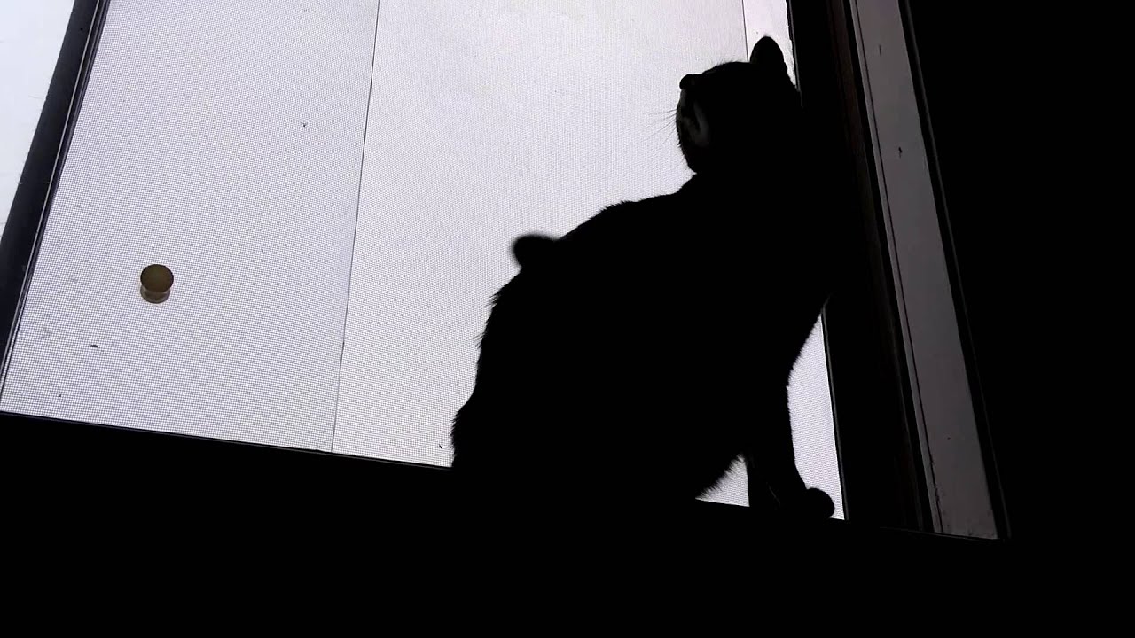 Cat watches snow and freaks out! YouTube