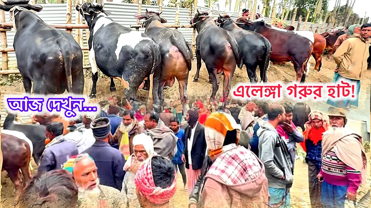 @আজ ১৫ই জানুয়ারি ২০২৬ রোজ বুধবারের এলেঙ্গা গরুর হাট | কম দামে মাংসের ষাঁড় পাওয়া যাচ্ছে নাকি? 🤔