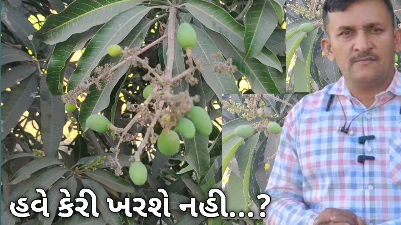 આંબા માં પીળી થઈને ખરતી કેરીને કેમ અટકાવવી ...? 💯 % પ્રાકૃતિક ઈલાજ.