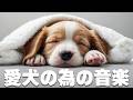 愛犬が落ち着くリラックス音楽（途中広告なし5時間フリーBGM）🐾