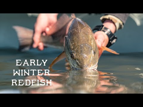 Early Winter Redfish