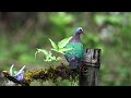 dandeli birding teaser