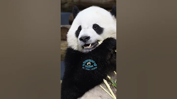 05/17/2025 Bao Li enjoys the boo  #panda #pandas #zoo #cute #baoli #zooanimals  #cutepanda