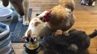 Just another normal day at the Funny Farm