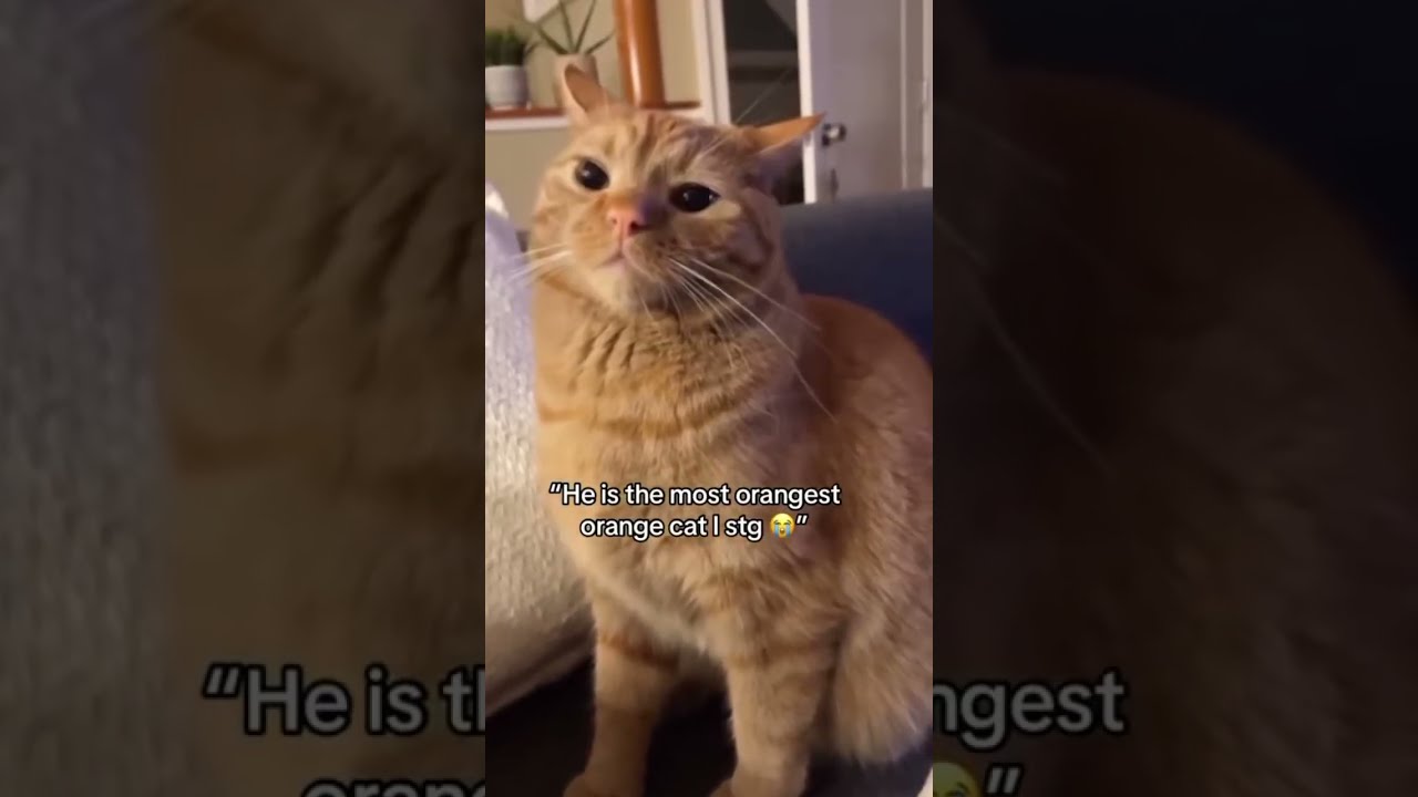 Why Are Orange Cats So Crazy