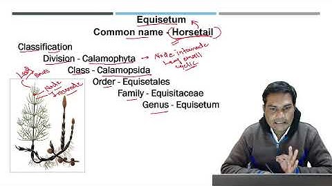 Equisetum - Introduction || Classification || Habitat and Distribution