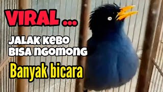 JALAK KEBO PINTAR NGOMONG DAN PALING GACOR || SANGAT BAGUS BUAT MASTERAN