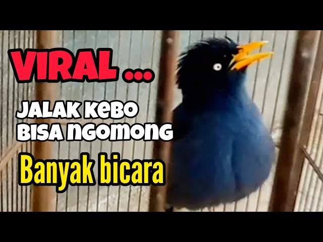 JALAK KEBO PINTAR NGOMONG DAN PALING GACOR || SANGAT BAGUS BUAT MASTERAN class=