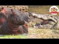カバ500頭の大群にワニが近づいた結果…!赤ちゃんカバを狙ってハイエナも集結【乾季の水場の弱肉強食】【どうぶつ奇想天外/WAKUWAKU】