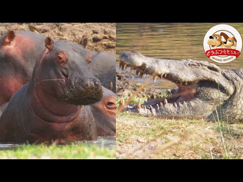 En Sub A Nile Crocodile Approaches A Herd Of 500 Hippos And At Night Hyenas Eye On A Baby Hippo Youtube