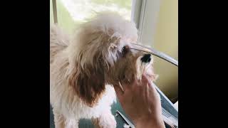 Cockapoo Grooming #dog #poodle #puppy