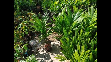 Bán cây cau lùn giống các kích cỡ 0977973535