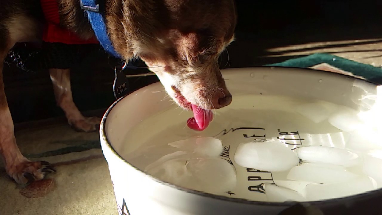 Thirsty dog YouTube