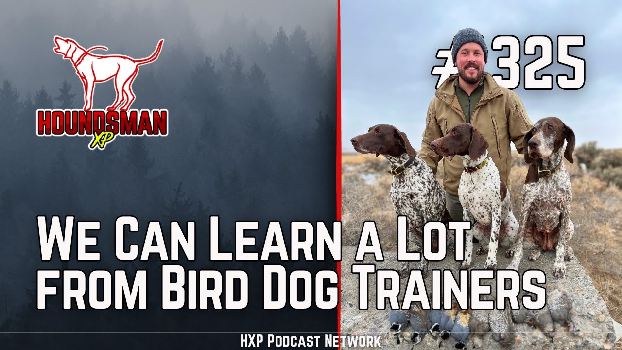 We Can Learn a Lot from Bird Dog Trainers HXP 325 YouTube