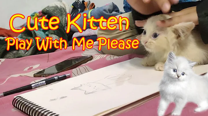 Watch the video about Cute Kitten Wants to Play with me