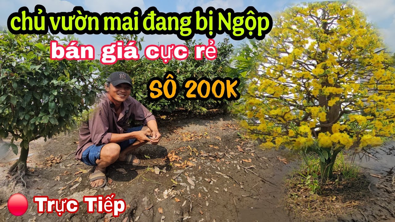 Trời Ơi Chủ Vườn Mai Kẹt Tiền Cần Bán Gấp Giá Rẻ Ngay Lúc Này 