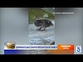Sherman Oaks couple cares for large family of ducks living in vacant pool