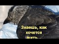 Новый пернатый пациент ветсанчасти