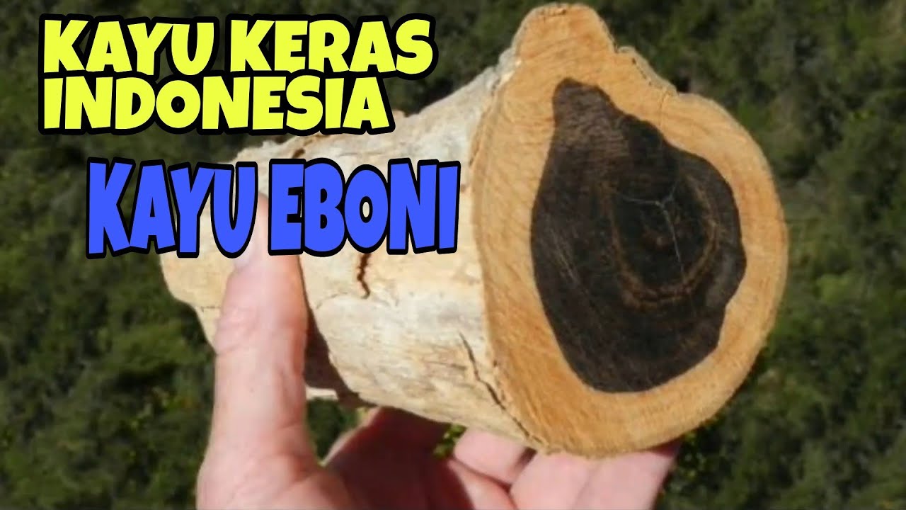 5 Fakta Tentang Kayu Eboni Kayu Hitam Dari Sulawesi 