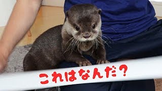 カワウソ コタロー　白くて長い謎の棒でシーソーゲーム　Kotaro the Otter Long White Strange Bar