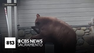 Bears In South Lake Tahoe Are Getting Into Bear Boxes