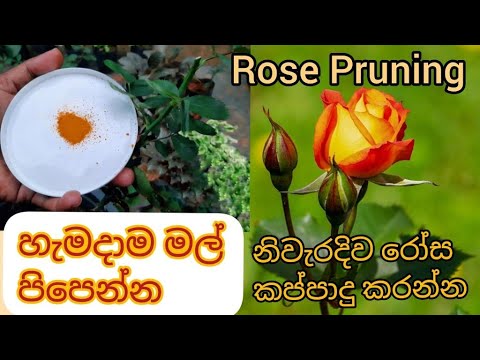 How to prune Rose plant in Sinhala |මල් ගොඩක් එන්න නිවරදිව රෝස කප්පාදු කරමු