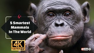 5 Smartest Mammals In The World 4K
5 Smartest Mammals In The World 4K
Orangutan
Orangutans are considered one of the smartest primates or land animals on this planet. This is because they belong to the ape family which humans are believed to have evolved from. Studies conducted in both the wild and in captivity showed how intelligent these animals can be, and just how quickly they can learn and adapt to their environment.
An orangutan was spotted in the wild on an island in Borneo using a spear to catch fish, and the male ape did this by hanging from a tree and dipping the spear into the water to impale the fish. This shows the species’ ability to think of new ways to adapt to their environment and catch the food that they need to survive. They have also been seen using tools like rocks to crack open nuts to eat easier than if they were to use their teeth.
Many animals lack the cognitive abilities to think of this, but it shows how advanced the orangutan’s thinking can be.
2. Dolphins
Dolphins are aquatic mammals that are considered to be one of the smartest animals in the world. They have impressively large brains for their body size and have shown high levels of emotional and social intelligence that many other animals lack. Dolphins can be acutely self-aware, as they can recognize themselves in the mirror without thinking they are just another dolphin.
They are also referred to as humans’ cognitive cousins, according to Louis Herman, an American biologist who researched dolphins’ sensory abilities and cognition. He found that these mammals share some of the same characteristics as other smart mammals, like humans and apes.
3. Chimpanzees
It’s not surprising that another animal from the ape family is ranked one of the smartest mammals. Chimps have shown researchers that they are highly intelligent and can solve many different problems set out by their trainers or experimenters.
New research has suggested that chimps inherit their intelligence from their parents and have excellent problem-solving skills. Chimps can also use tools like Orangutans to make their life easier, but they can also form facial expressions, and use human-like gestures and vocalizations to communicate with humans and each other.
Chimps can catch ants and termites using probes from grass stalks or vines and fish for them. They can also crack open nuts by using roots and stones, or they have been seen using wood as a replacement for a hammer or anvil. Another smart method that chimps use is folding leaves and moss to drink water from.
4. Elephants
One of the largest and smartest mammals is the elephant, which is described as an exceptionally smart creature. The elephant has one of the largest brains out of any mammal. Its brain contains three times as many neurons in comparison to a human. These impressive animals have a range of complex emotions and advanced cognitive abilities that makes them incredibly intelligent.
The elephant must be the one animal that proves how loving and emotional mammals can be, as the bond between a mother elephant and her young has been admired for ages. Young elephants can also be seen playing together and forming close bonds.
Elephants are another creature that has the self-awareness to recognize themselves in the mirror, without being confused about whether it is another elephant. They are also known for being social animals that communicate with one another and have various social cues to express their emotions.
1. Blue Whale
If you thought that the dolphin was the only smart ocean-dwelling creature, you might be surprised that the blue whale isn’t far off the list. Blue whales are one of the largest intelligent aquatic creatures that we know of. The blue whale has a very large brain and is a highly social animal with great emotional intelligence.
The average blue whale’s brain weighs over 15 lbs and countless research has been done to show how intelligent these creatures are. Blue whales are excellent communicators, even though they prefer to roam the oceans alone. Their main form of communication is with their young, which mother blue whales are very passionate about.
Their large brains also help them with problem-solving, such as knowing when it is worth chasing a group of krill or leaving it. Blue whales also express themselves through communication, and they will use high-frequency clicks and whistles that can be 188 decibels loud and travel up to 500 miles in the ocean.
#smartestmammals #smartestanimals #smartanimal #intelligentanimsls 5 Smartest Mammals In The World 4K