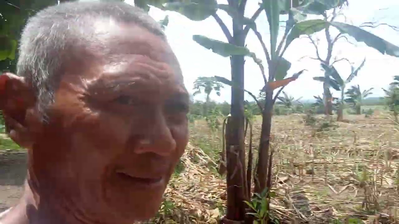 Menanam apokat di petak 136 lahan hutan