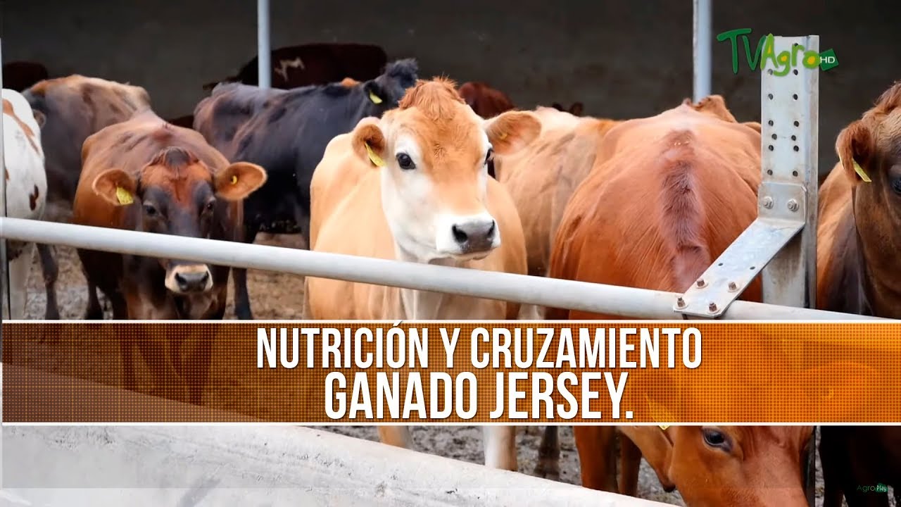 Nutricion y Cruzamiento del Ganado Jersey TvAgro por Juan Gonzalo