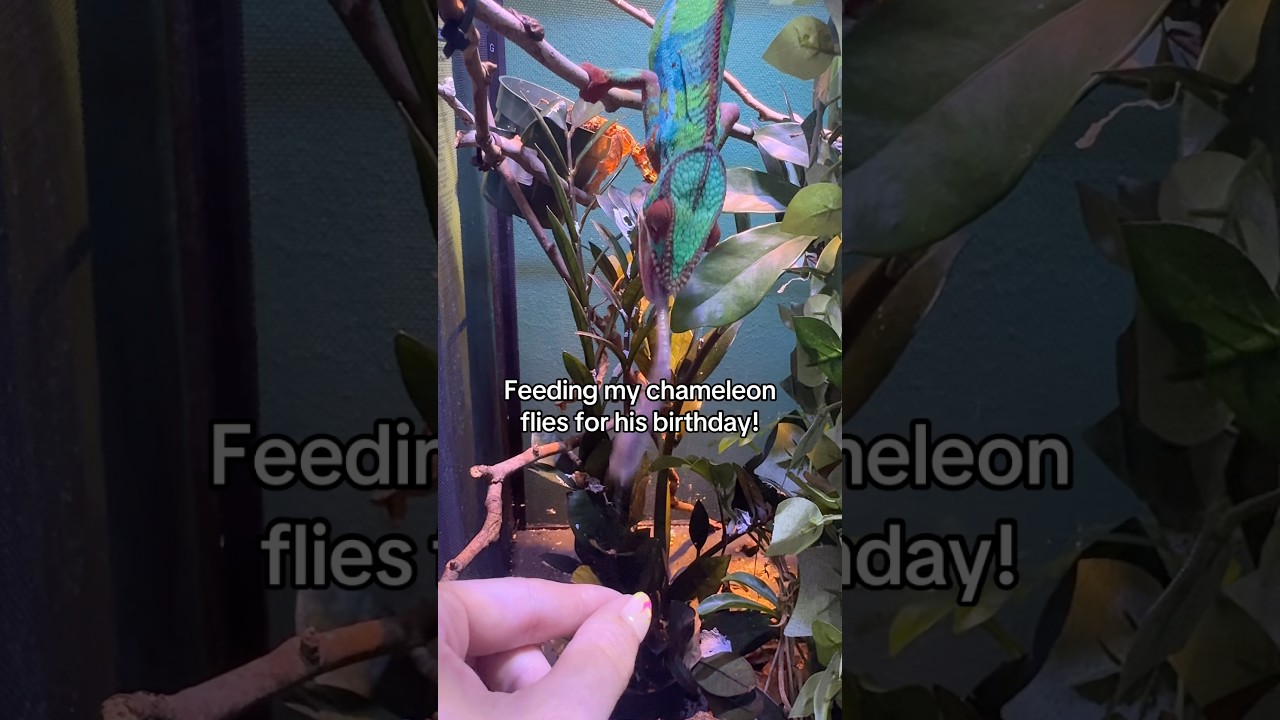 It my chameleon’s birthday!