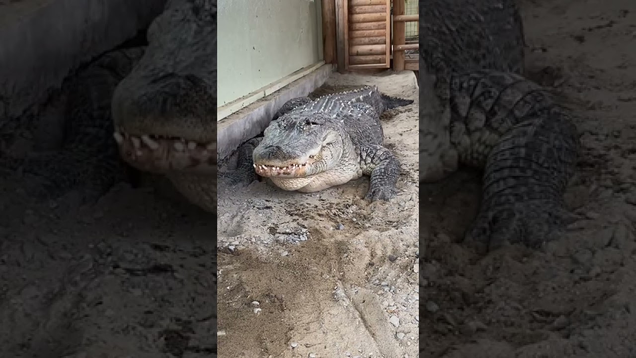 Alligator Swallows Roast & Burps!!! 😱🐊 