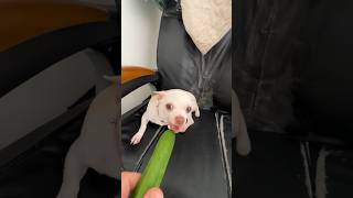 Doing Kuchi Kuchi with a cucumber & banana chihuahua vs bulldog
