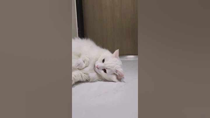 A cat really loves his mom