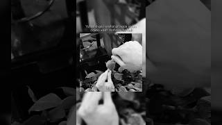 Aqlingiz Yetganicha Tushuning  Obuna Bling shorts trending viral lucifer