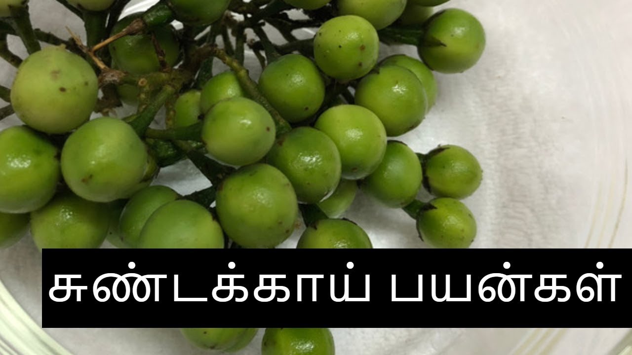 Sundakkai health benefits in tamil Iசுண்டக்காய் பயன்கள் I turkey berry