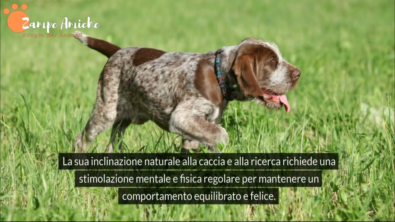 Spinone Italiano: Scopri il Cane che ha Conquistato il Mondo !🎬