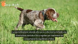 Spinone Italiano: Scopri il Cane che ha Conquistato il Mondo !🎬