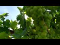 Огляд плодоношення, винограду сорту Галбена ноу