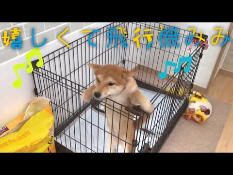 嬉しくて飛行機耳 柴犬だんご人間大好き 109日目 Dango Is Happy Dango Love People Youtube 嬉しくて飛行機耳 柴犬だんご人間大好き 109日目 Dango Is Happy Dango Love People Youtube