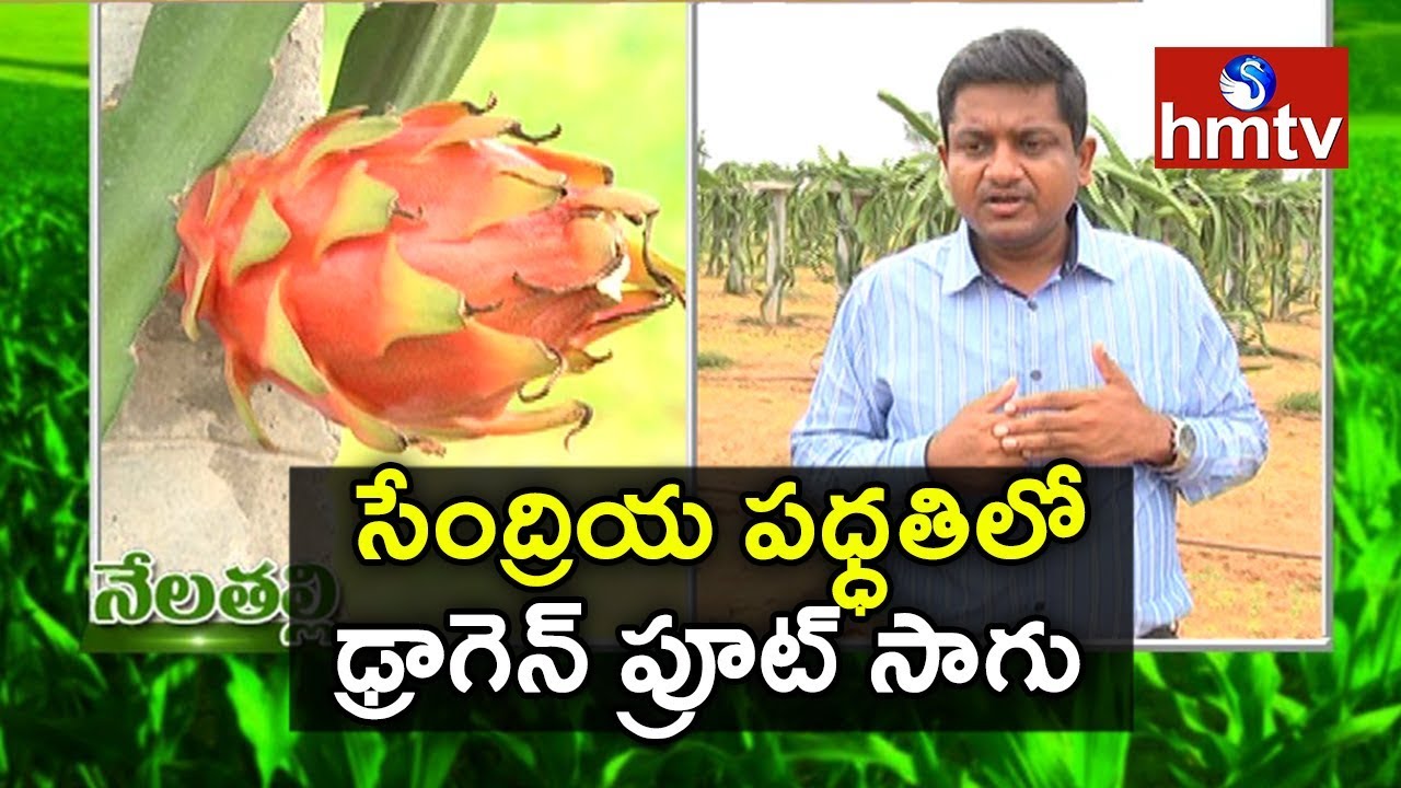 Dr Srinivasa Rao Success Story in Dragon Fruit Farming Nela Thalli